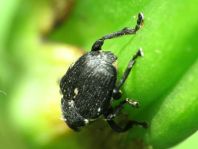Mononychus punctumalbum, Weißpunktiger Schwertlilienrüssler