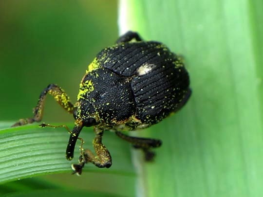 Mononychus punctumalbum, Weißpunktiger Schwertlilienrüssler