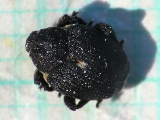 Mononychus punctumalbum, Weißpunktiger Schwertlilienrüssler