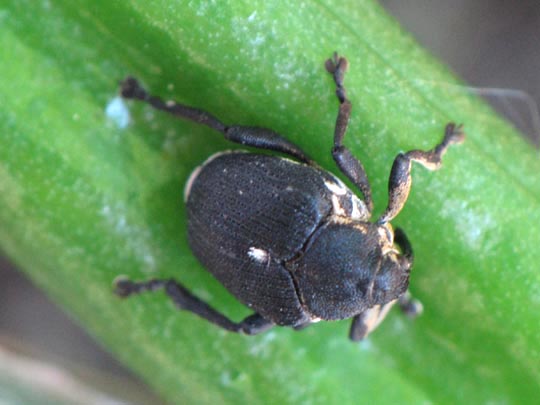 Mononychus punctumalbum, Weißpunktiger Schwertlilienrüssler