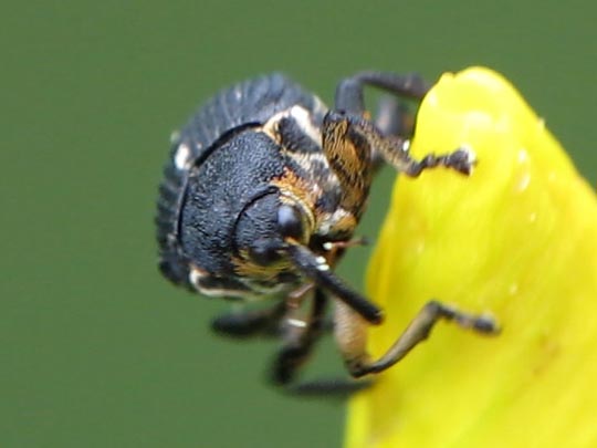 Mononychus punctumalbum, Weißpunktiger Schwertlilienrüssler