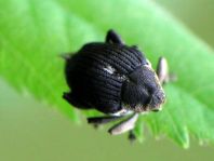 Mononychus punctumalbum, Weißpunktiger Schwertlilienrüssler