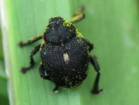 Mononychus punctumalbum, Weißpunktiger Schwertlilienrüssler