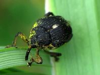 Mononychus punctumalbum, Weißpunktiger Schwertlilienrüssler