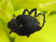 Mononychus punctumalbum, Weißpunktiger Schwertlilienrüssler