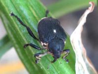 Mononychus punctumalbum, Weißpunktiger Schwertlilienrüssler