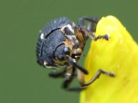 Mononychus punctumalbum, Weißpunktiger Schwertlilienrüssler