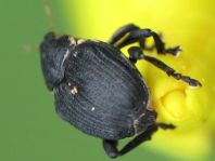 Mononychus punctumalbum, Weißpunktiger Schwertlilienrüssler