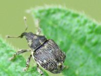Nedyus quadrimaculatus, Brennessel-Rüssler