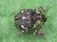 Nedyus quadrimaculatus, Brennessel-Rüssler