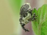 Nedyus quadrimaculatus, Brennessel-Rüssler