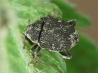 Nedyus quadrimaculatus, Brennessel-Rüssler