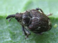 Nedyus quadrimaculatus, Brennessel-Rüssler