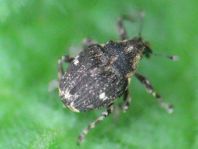 Nedyus quadrimaculatus, Brennessel-Rüssler