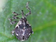 Nedyus quadrimaculatus, Brennessel-Rüssler