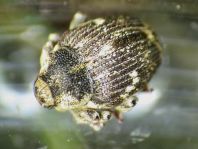 Nedyus quadrimaculatus, Brennessel-Rüssler