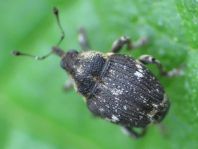 Nedyus quadrimaculatus, Brennessel-Rüssler