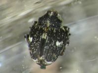 Nedyus quadrimaculatus, Brennessel-Rüssler
