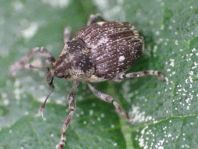Nedyus quadrimaculatus, Brennessel-Rüssler