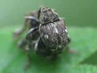 Nedyus quadrimaculatus, Brennessel-Rüssler