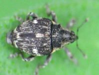 Nedyus quadrimaculatus, Brennessel-Rüssler