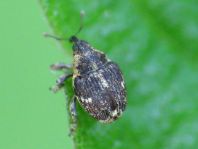 Nedyus quadrimaculatus, Brennessel-Rüssler