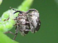 Nedyus quadrimaculatus, Brennessel-Rüssler