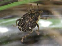 Nedyus quadrimaculatus, Brennessel-Rüssler