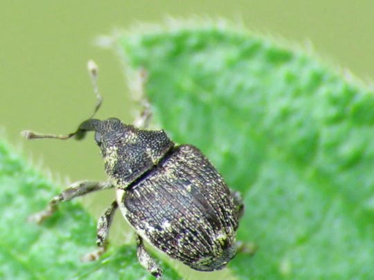 Nedyus quadrimaculatus, Brennessel-Rüssler