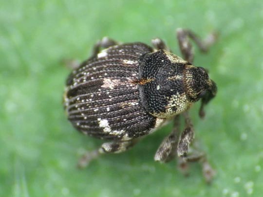 Nedyus quadrimaculatus, Brennessel-Rüssler