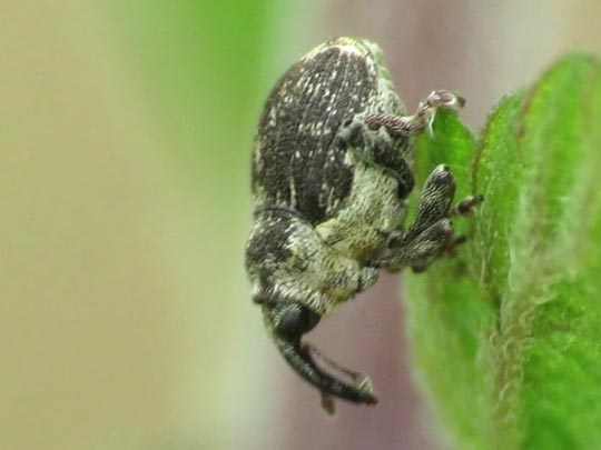 Nedyus quadrimaculatus, Brennessel-Rüssler