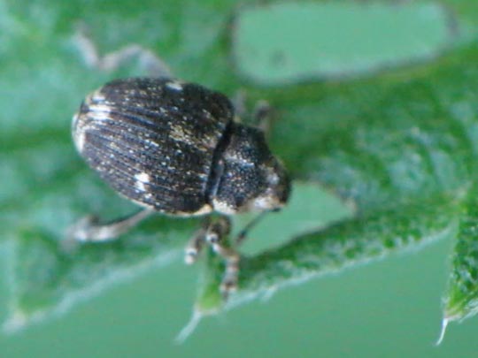 Nedyus quadrimaculatus, Brennessel-Rüssler