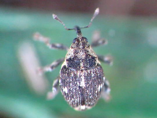 Nedyus quadrimaculatus, Brennessel-Rüssler