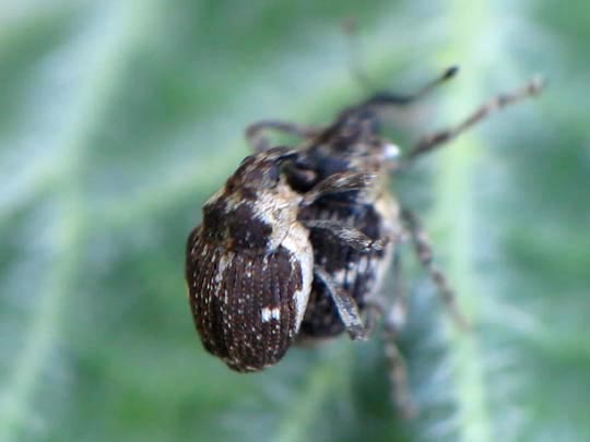 Nedyus quadrimaculatus, Brennessel-Rüssler