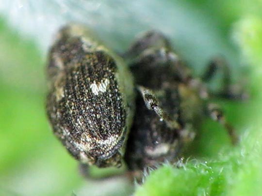 Nedyus quadrimaculatus, Brennessel-Rüssler
