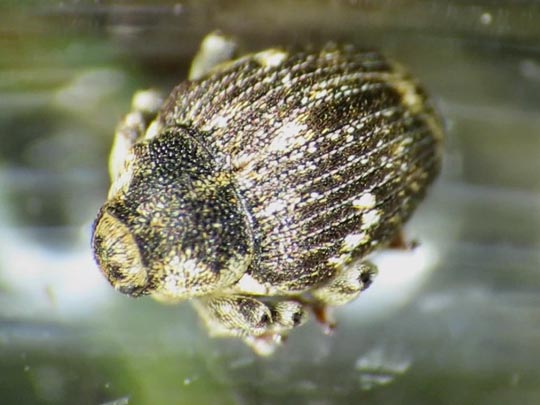 Nedyus quadrimaculatus, Brennessel-Rüssler