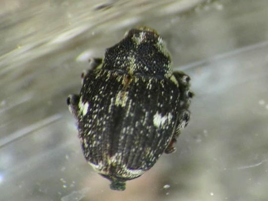 Nedyus quadrimaculatus, Brennessel-Rüssler