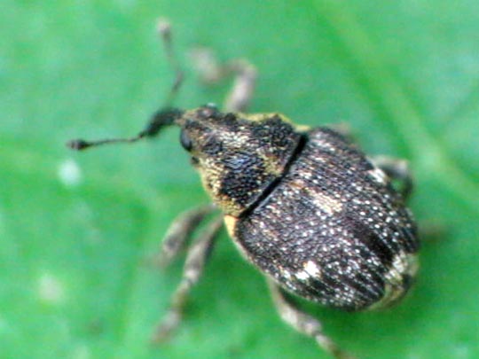 Nedyus quadrimaculatus, Brennessel-Rüssler