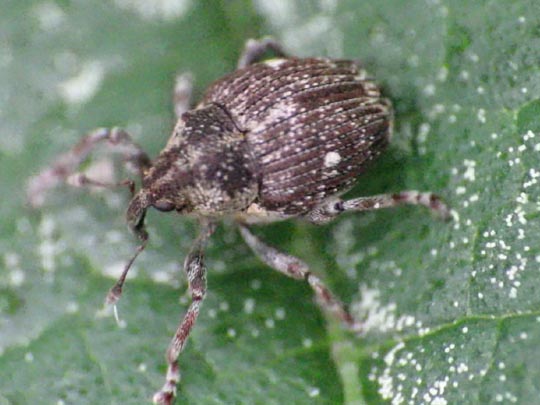 Nedyus quadrimaculatus, Brennessel-Rüssler