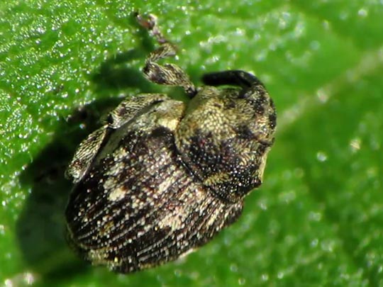 Nedyus quadrimaculatus, Brennessel-Rüssler