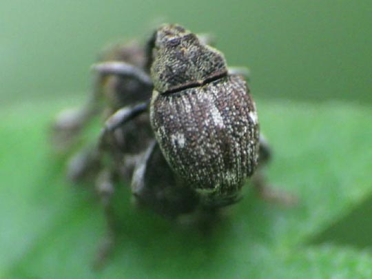 Nedyus quadrimaculatus, Brennessel-Rüssler