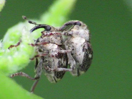 Nedyus quadrimaculatus, Brennessel-Rüssler