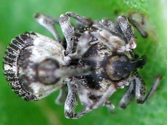 Nedyus