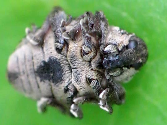 Nedyus