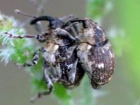 Nedyus quadrimaculatus, Brennessel-Rüssler