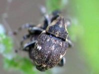 Nedyus quadrimaculatus, Brennessel-Rüssler