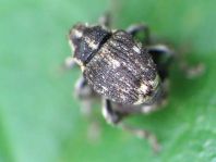 Nedyus quadrimaculatus, Brennessel-Rüssler