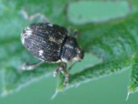 Nedyus quadrimaculatus, Brennessel-Rüssler