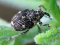 Nedyus quadrimaculatus, Brennessel-Rüssler