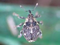 Nedyus quadrimaculatus, Brennessel-Rüssler